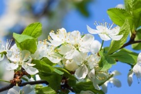 Hay Fever due to Pollen - China Health, Ipswich